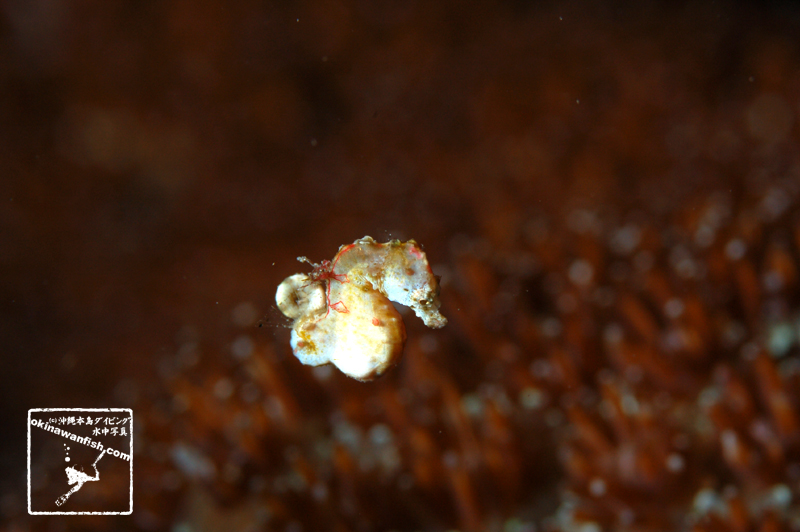 沖縄本島のダイビングで撮影したコールマンピグミーシーホースの水中写真(15mm TL)
