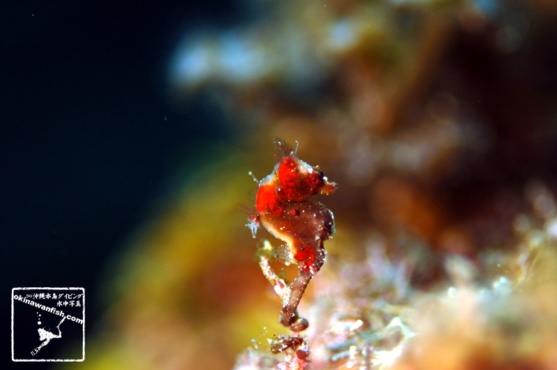 沖縄本島のダイビングで撮影したHippocampus severnsiの水中写真(15mm TL)
