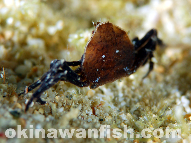 沖縄本島のタイドプールで撮影した甲殻類の水中写真