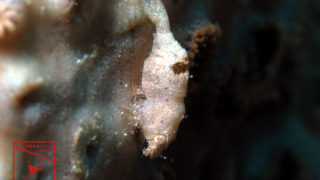 沖縄本島のダイビングで撮影したナガレモエビ属の一種の水中写真