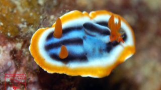 沖縄本島のダイビングで撮影した「クロシオイロウミウシ」の水中写真