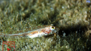 沖縄本島のダイビングで撮影したトンガリハゼ属 1種の水中写真