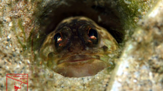 沖縄本島のダイビングで撮影したカエルアマダイの水中写真