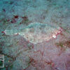伊豆ダイビングで撮影したメイタガレイの水中写真