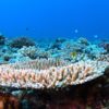 沖縄本島のダイビングで撮影したサンゴの水中写真