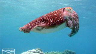 沖縄本島のダイビングで撮影したコブシメの水中写真