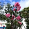 最南端の桜 ヒカンザクラが開花