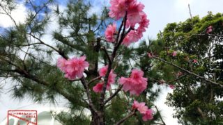 最南端の桜 ヒカンザクラが開花