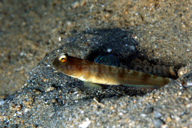 イトヒキハゼ属の1種-1　幼魚 （雌）