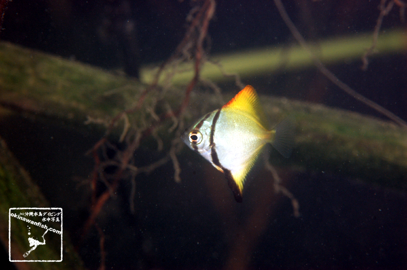 沖縄本島の河川で撮影したヒメツバメウオ（幼魚）の水中写真(1.5cm TL)