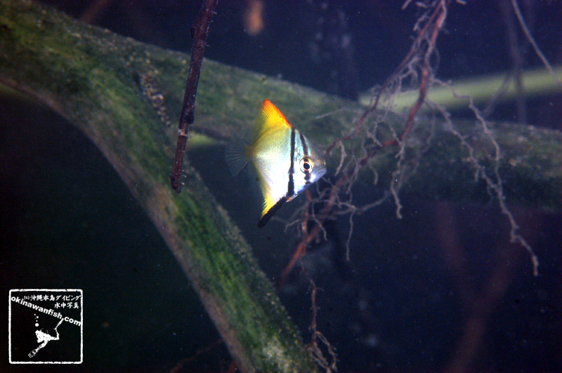 沖縄本島の河川で撮影したヒメツバメウオ（幼魚）の水中写真(1.5cm TL)
