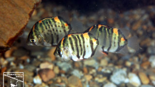 沖縄本島の河川で撮影したクロホシマンジュウダイ（幼魚）の水中写真(5cm TL)