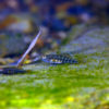 沖縄本島のダイビングで撮影した ナガノゴリ 幼魚 の水中写真(2cm SL)
