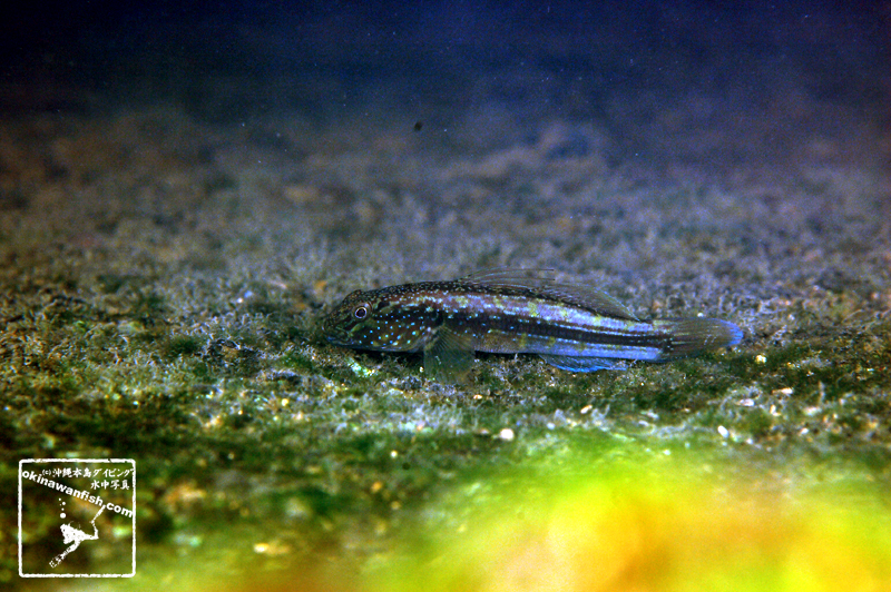 沖縄本島の河川で撮影した ナガノゴリ 若魚 の水中写真(6cm SL)