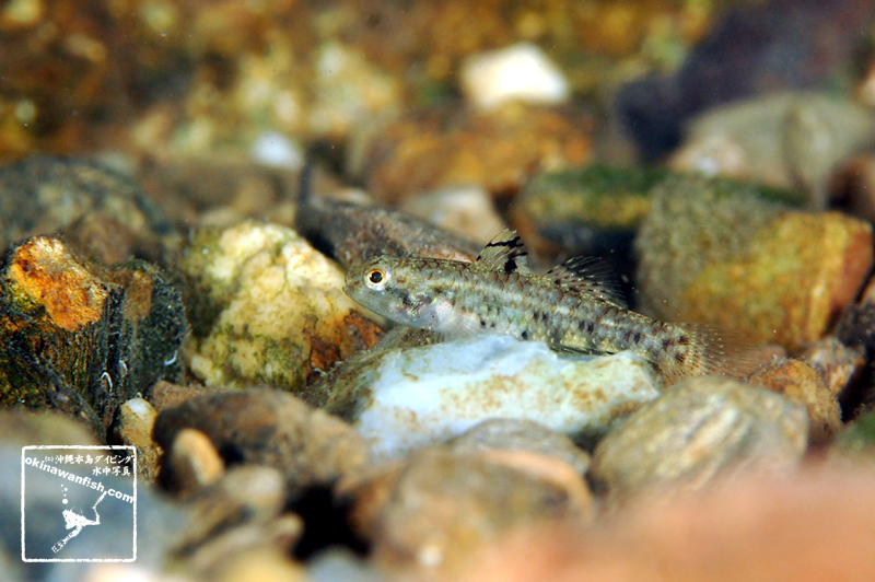 沖縄本島の河川で撮影した ヒナハゼ 雌 の水中写真(2cm SL)