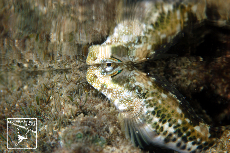 沖縄本島 の タイドプール で撮影した スジギンポ の水中写真 ( 5cm SL )