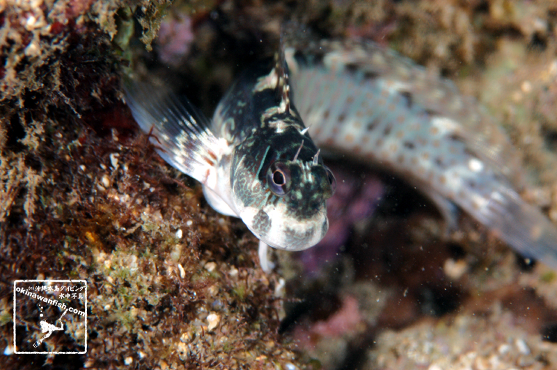 沖縄本島 タイドプール で撮影した ニセカエルウオ 雌 の 水中写真 (6cm SL)