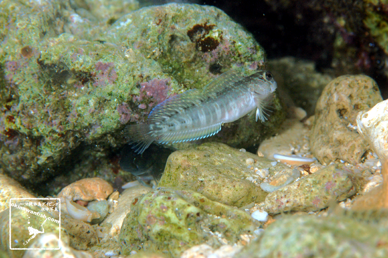 沖縄本島 タイドプール で撮影した ニセカエルウオ 若魚 の 水中写真 ( 4cm SL )
