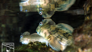 沖縄本島 タイドプール で撮影した センカエルウオ の 水中写真 ( 8cm SL )