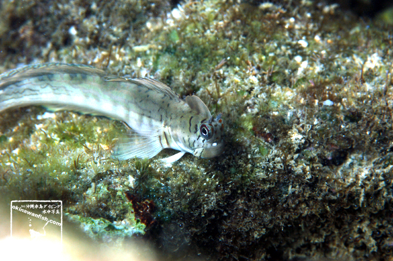 沖縄本島 タイドプール で撮影した センカエルウオ の 水中写真 ( 8cm SL )