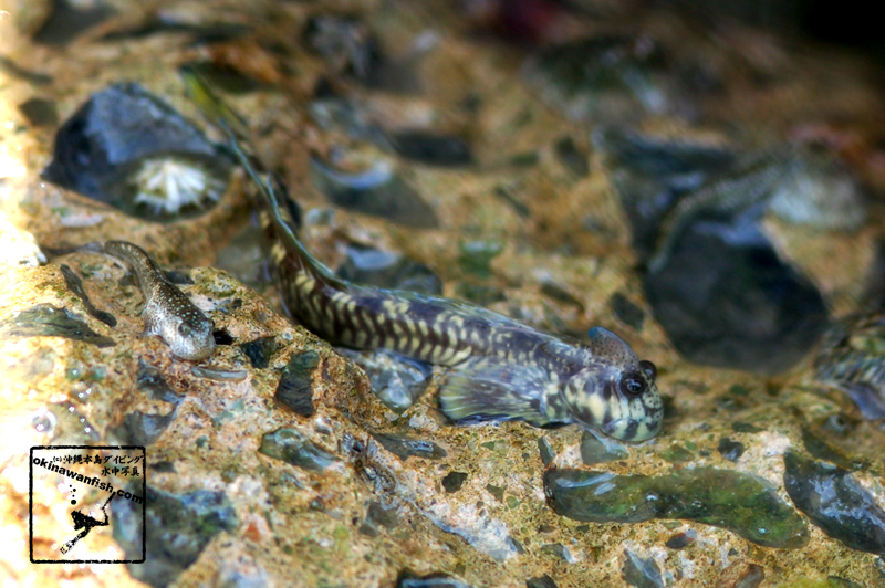 沖縄本島 海岸線 で撮影した  タマカエルウオ ♂ の 水中写真 ( 8cm SL )