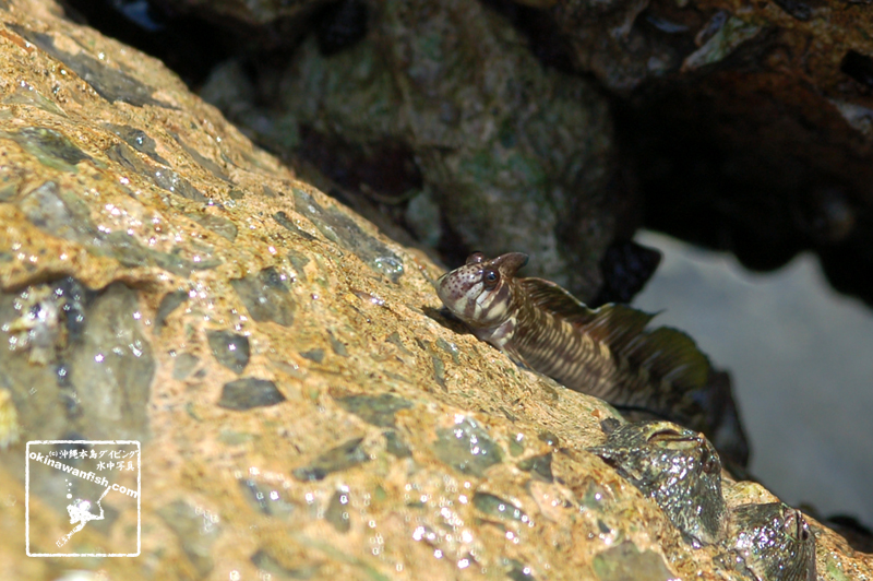 沖縄本島 海岸線 で撮影した  タマカエルウオ ♂ の 水中写真 ( 8cm SL )