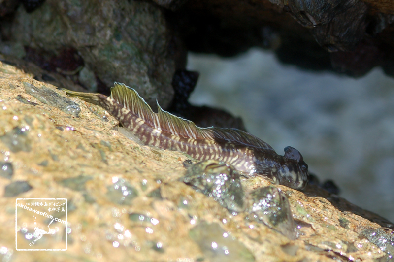 沖縄本島 海岸線 で撮影した タマカエルウオ ♂ の 水中写真 ( 8cm SL )