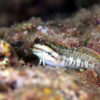 沖縄本島 タイドプール で撮影した ハナカエルウオ の 水中写真 ( 8cm SL )