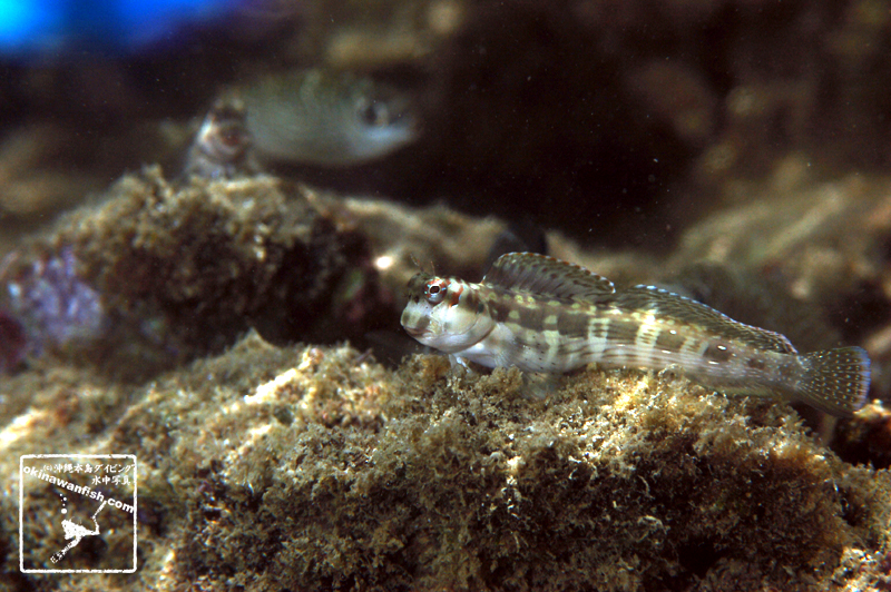 沖縄本島 タイドプール で撮影した ホホグロギンポ 雄 平常時 の 水中写真 ( 8cm SL )
