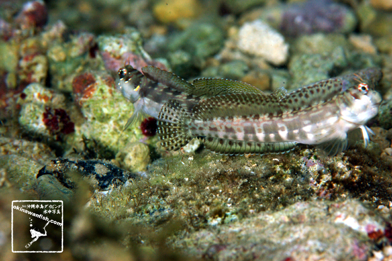 沖縄本島 タイドプール で撮影した ホホグロギンポ 雌 平常時 の 水中写真 ( 8cm SL )