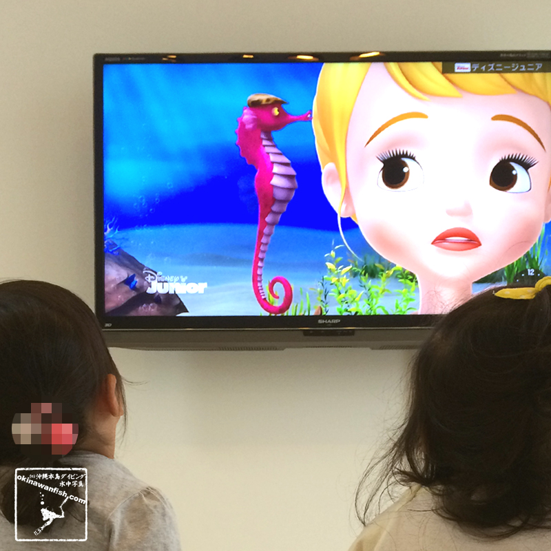 テレビを見た3歳の長女がタツノオトシゴの生態を解説