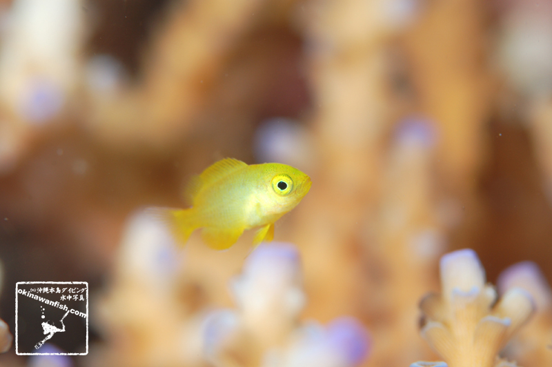 沖縄 ダイビング で撮影した ネッタイスズメダイ 幼魚 の 水中写真 ( 1.5cm TL )