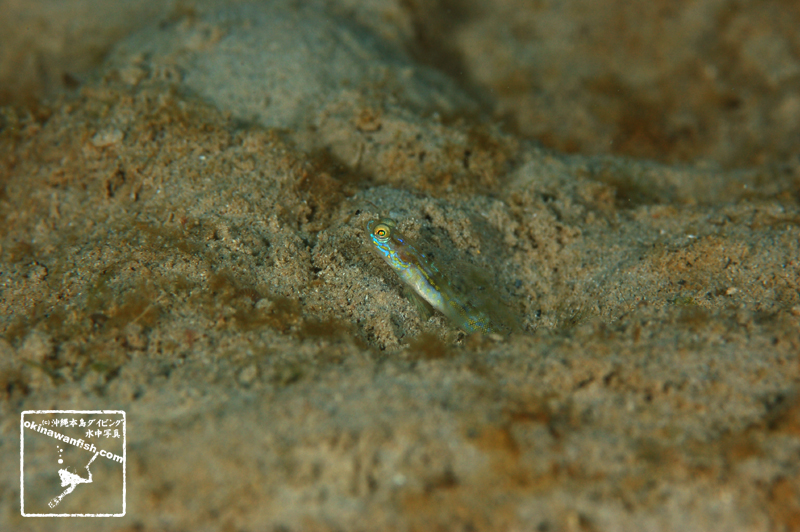 沖縄本島 ダイビング で撮影した クサハゼ 若魚 の 水中写真 ( 2cm TL )
