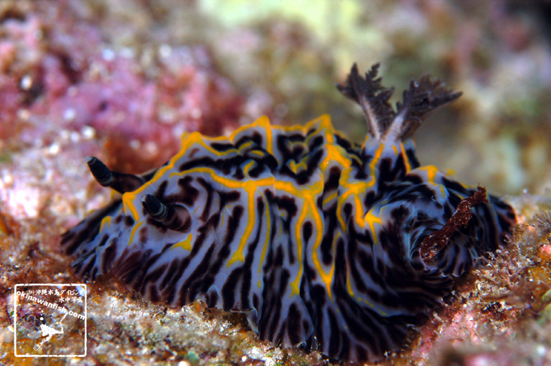 パイナップルウミウシ 水中写真 ウミウシ seaslug Halgerda willeyi 沖縄ダイビング