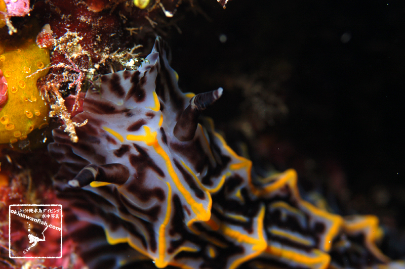 パイナップルウミウシ 水中写真 ウミウシ seaslug Halgerda willeyi 沖縄ダイビング