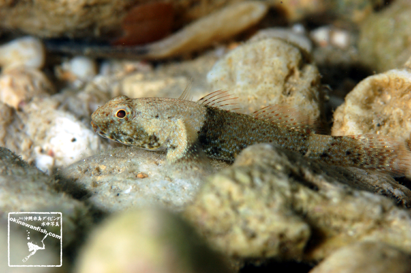 沖縄ダイビング 水中写真 ヤハズハゼ Bathygobius cyclopterus 沖縄本島 タイドプール 干潟 ハゼ underwaterphotography