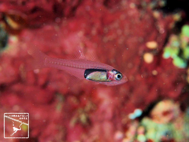 サクラテンジクダイ 沖縄 ダイビング 水中写真 Glassy cardinalfish Cercamia eremia