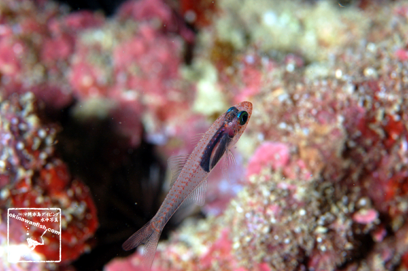 サクラテンジクダイ 沖縄 ダイビング 水中写真 Glassy cardinalfish Cercamia eremia