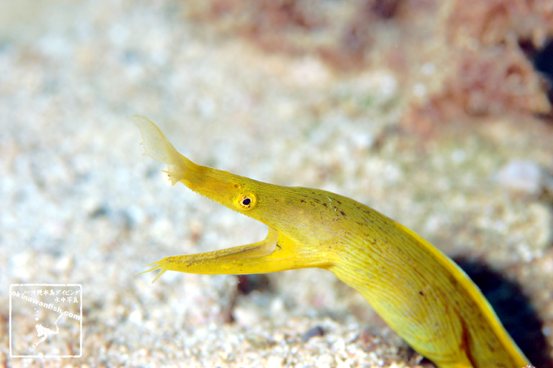ハナヒゲウツボ 黄色い老成魚 沖縄本島のダイビングで撮影した水中写真