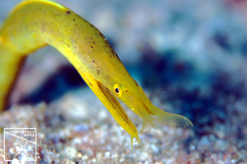 ハナヒゲウツボ 黄色い老成魚 沖縄本島のダイビングで撮影した水中写真