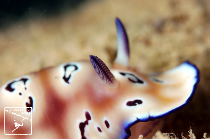 沖縄本島のダイビングで撮影した「ヒョウモンウミウシ」の水中写真（触覚）
