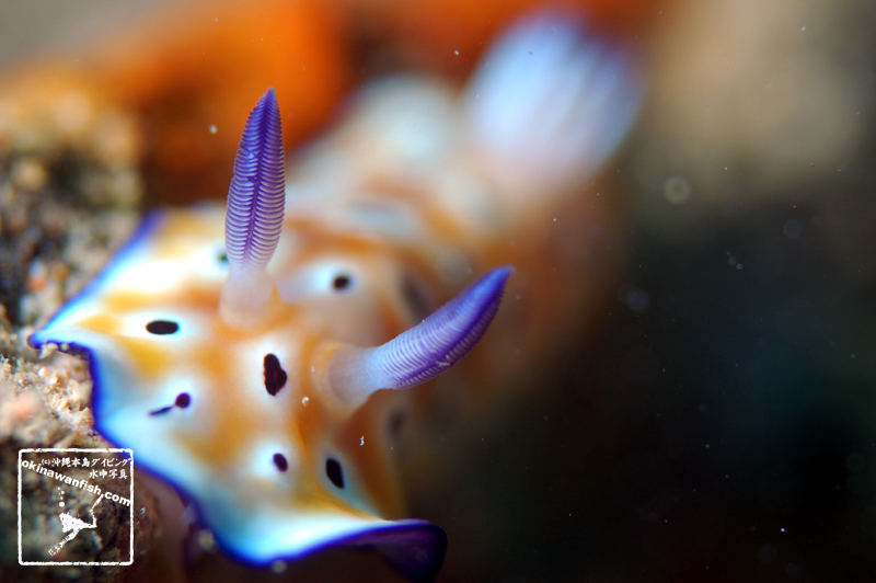 沖縄本島のダイビングで撮影した「ヒョウモンウミウシ」の水中写真（触覚）正面から