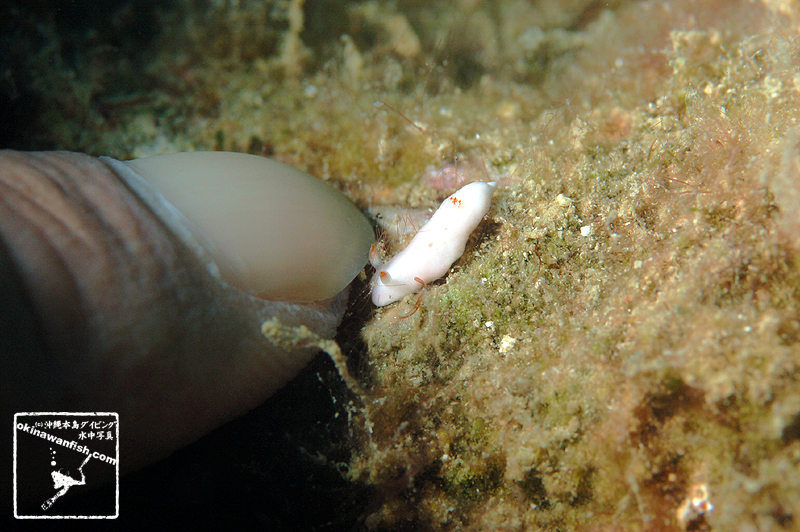 沖縄本島のダイビングで撮影したシロウサギウミウシの水中写真