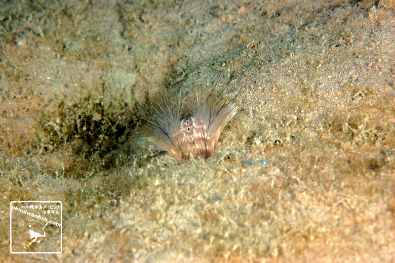 沖縄本島のダイビングで撮影した「ウミケムシ」の水中写真