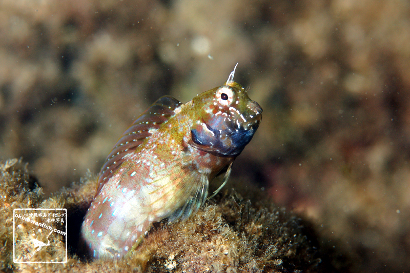 沖縄本島のタイドプールで撮影した、ヒレナガカエルウオの水中写真。okinawanfish