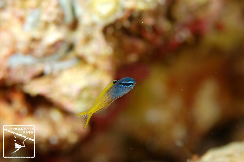 オウゴンニジギンポ 幼魚