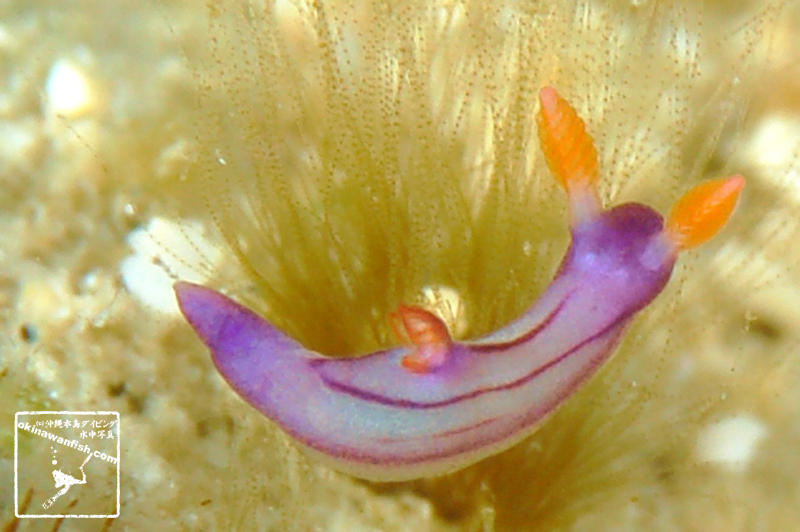 クロスジリュウグウウミウシ属の１種 Nembrotha sp.