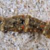 ミドリキセワタ Spinoaglaja sp. 1 | 世界のウミウシ