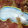 ヒラムシ – キクロポルス・ベネトゥス ( Cycloporus venetus ) | 沖縄本島のダイビン