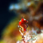 沖縄本島のダイビングで撮影したHippocampus severnsiの水中写真(15mm TL)
